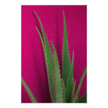 Rosa Aloe - Kunst - Aloe Vera gegen Rosa