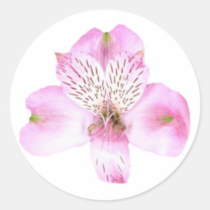 Rosa Alstroemeria Blume Rundsticker Runder Aufkleber
