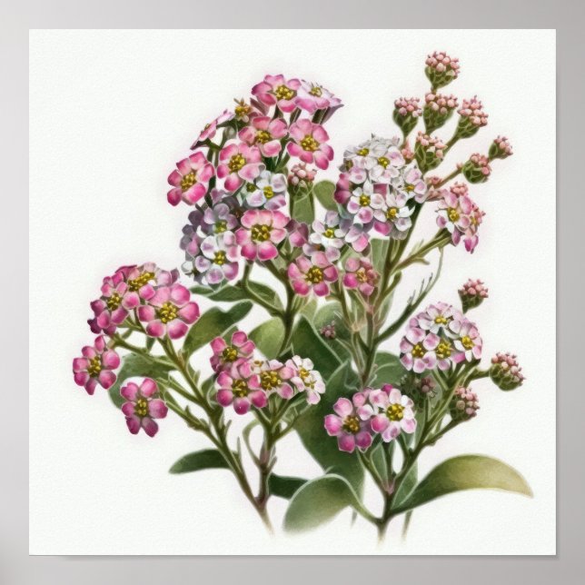 Rosa Alyssum Blume Art Print Poster (Vorne)