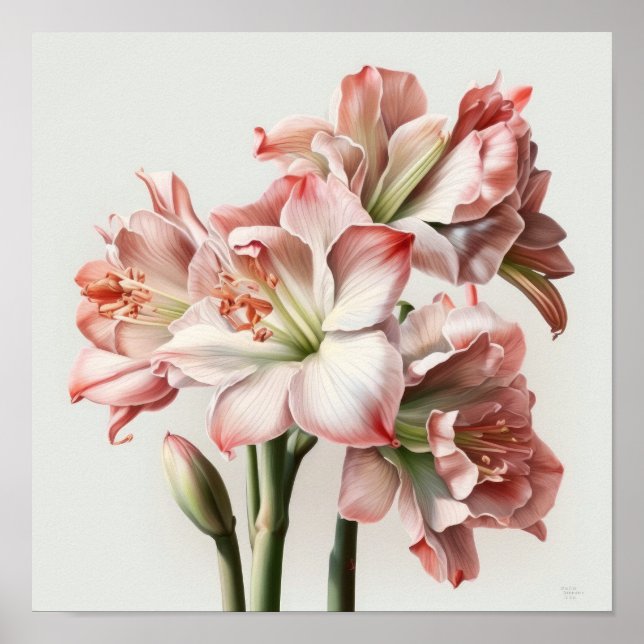 Rosa Amaryllis Blume Art Print Poster (Vorne)