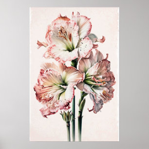 Rosa Amaryllis Blume Art Print Poster