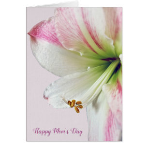 Rosa Amaryllis Muttertagmakro