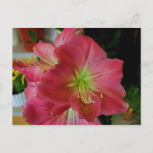 rosa Amaryllis Postkarte