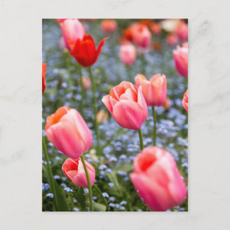 Rosa Amsterdam Springtime Tulips Postkarte