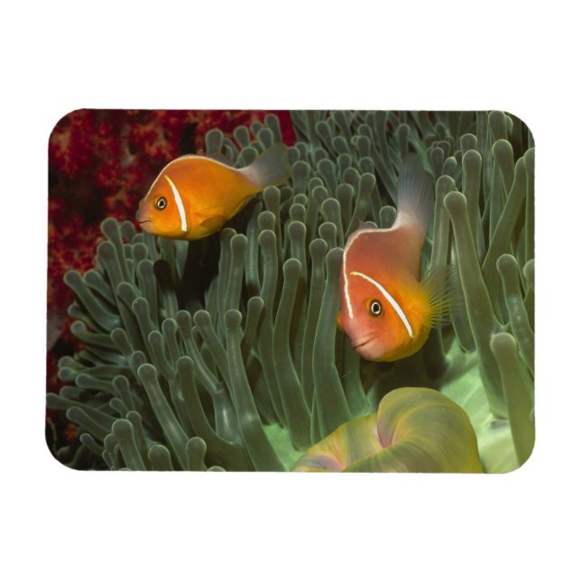 Rosa Anemonefische im Magnificant Sea Anemone Magnet (Horizontal)