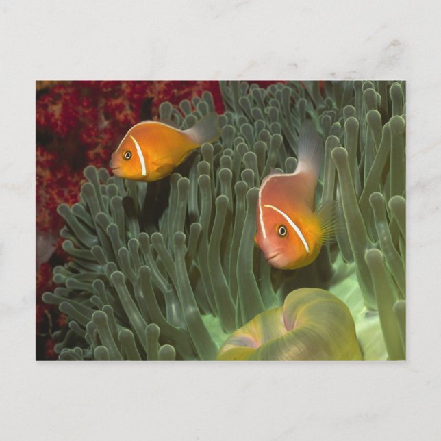Rosa Anemonefische im Magnificant Sea Anemone Postkarte (Vorderseite)