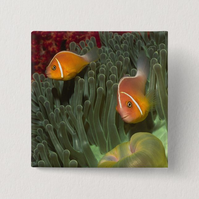 Rosa Anemonefish in der Magnificant Seeanemone Button (Vorderseite)