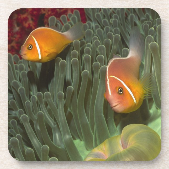 Rosa Anemonefish in der Magnificant Seeanemone Getränkeuntersetzer (Vorderseite)