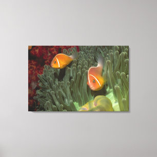 Rosa Anemonefish in der Magnificant Seeanemone Leinwanddruck