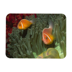 Rosa Anemonefish in der Magnificant Seeanemone Magnet