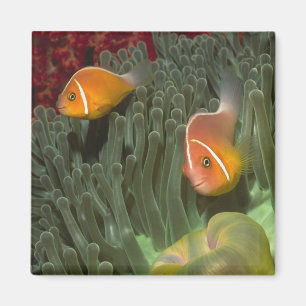 Rosa Anemonefish in der Magnificant Seeanemone Magnet
