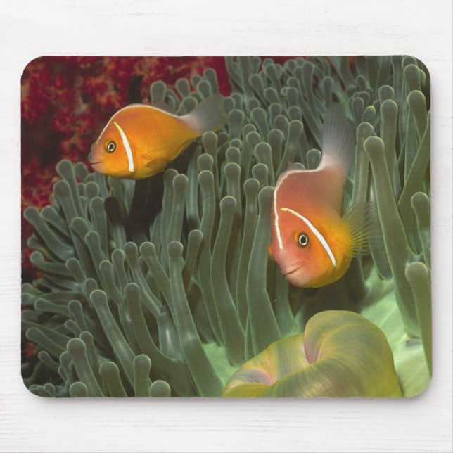 Rosa Anemonefish in der Magnificant Seeanemone Mousepad (Vorne)