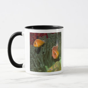 Rosa Anemonefish in der Magnificant Seeanemone Tasse