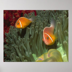 Rosa Anemonenfisch in prächtiger Seeanemone Poster