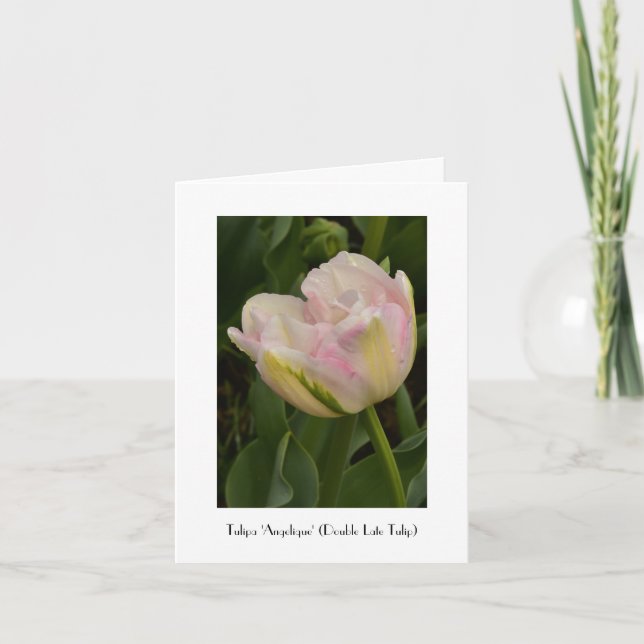 Rosa "Angelique" Tulpe-Gruß danken Ihnen zu merken Karte (Vorderseite)