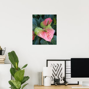 Rosa Anthurium-Blume Blumenfotografie Poster