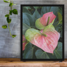 Rosa Anthurium-Blume Blumenfotografie