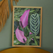 Rosa Anthurium Blüten und Blätter mit Blätter