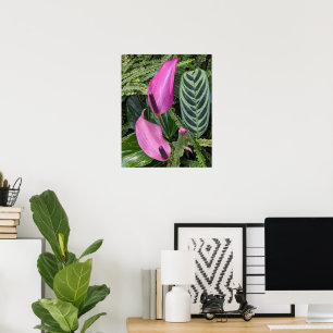 Rosa Anthurium Blüten und Blätter mit Blätter Poster