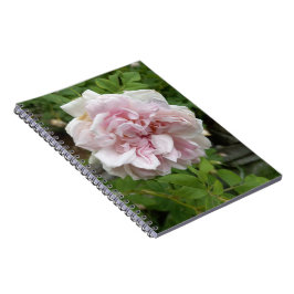 Rosa antike Rose SpiralNotebook Notizblock