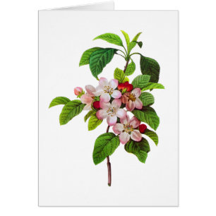Rosa Apple-Blüten durch Pierre Jopseph Redoute