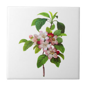 Rosa Apple-Blüten durch Pierre Jopseph Redoute Fliese