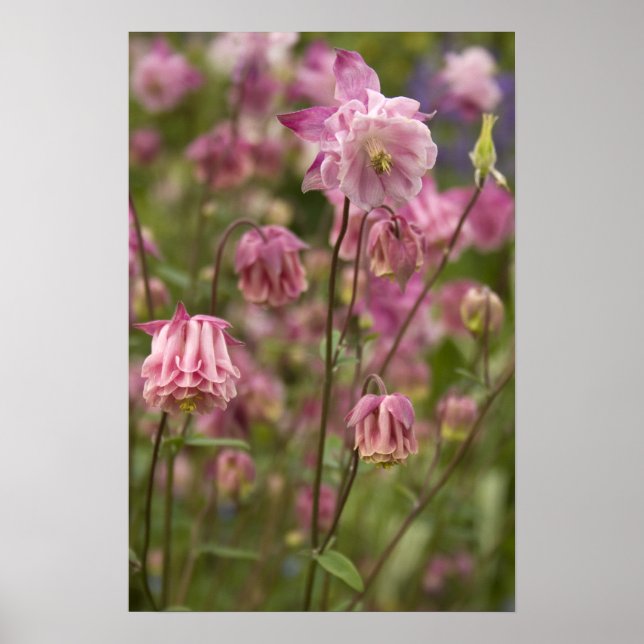 Rosa Aquilegia ... Plakat (Vorne)
