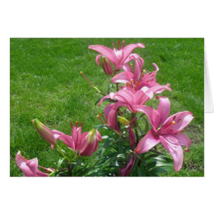 Rosa asiatische Lilien-Karte