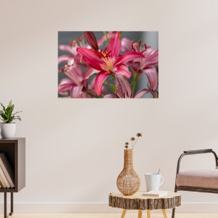 Rosa Asiatische Lily Blume Foto Poster