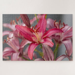 Rosa Asiatische Lily - Elegante Blumenfotografie