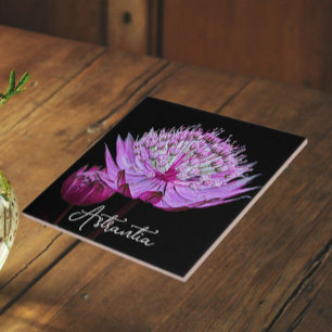 Rosa Astrantia Blume auf schwarzem Hintergrund Fliese