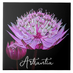 Rosa Astrantia Blume auf schwarzem Hintergrund Fliese