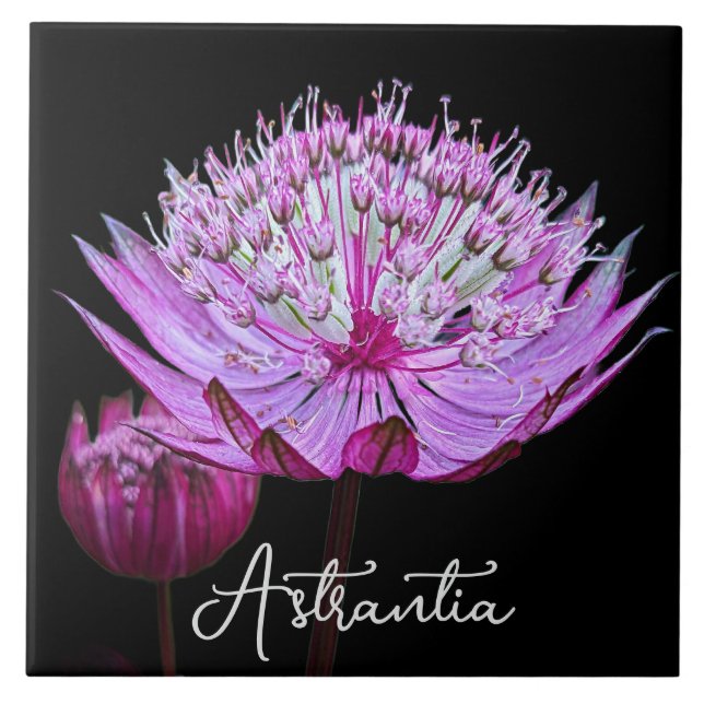 Rosa Astrantia Blume auf schwarzem Hintergrund Fliese (Vorderseite)