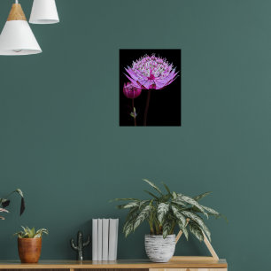 Rosa Astrantia-Blume Poster