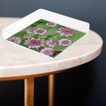 Rosa Astrantia Blumen