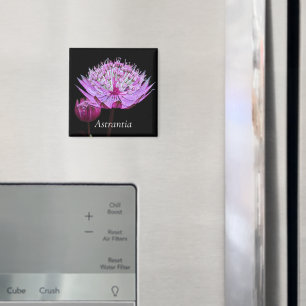Rosa Astrantia-Blüte auf schwarzer Blüte Magnet
