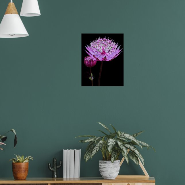 Rosa Astrantia-Blüte auf schwarzer Blüte Poster (Wohnzimmer 1)