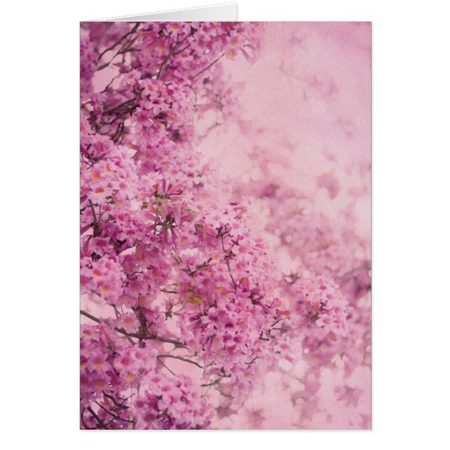 Rosa auf Rosa (Vorne)