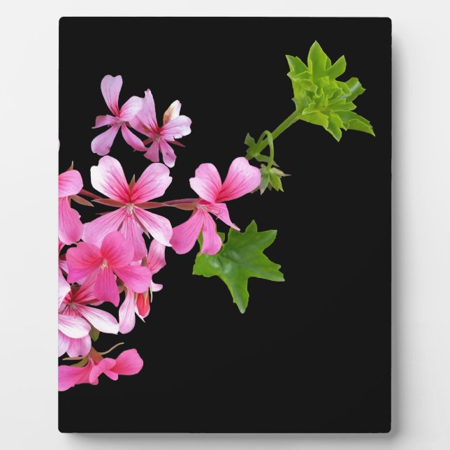 Rosa auf schwarz fotoplatte (Vorderseite)