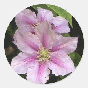 Rosa Aufkleber der Lilien-(Clematis)