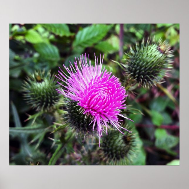 Rosa Ausbruch Poster (Vorne)