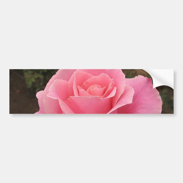 Rosa Autoaufkleber (Vorne)