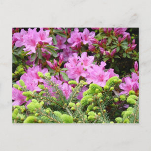 ROSA AZALEA 30 BLUMEN Pine Karten Geschenke Tassen