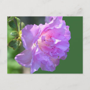 Rosa Azalea Blume Foto Postkarte