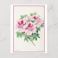 Rosa Azalea Botanische Illustration Vintag