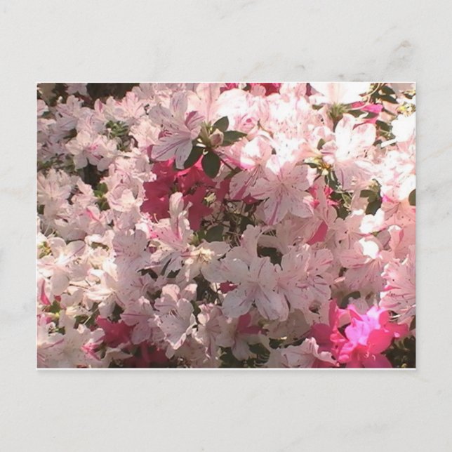 Rosa Azalea Postkarte (Vorderseite)