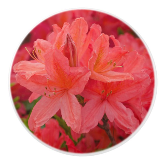 Rosa Azalea Rhododendron Blume Keramikknauf (Vorderseite)