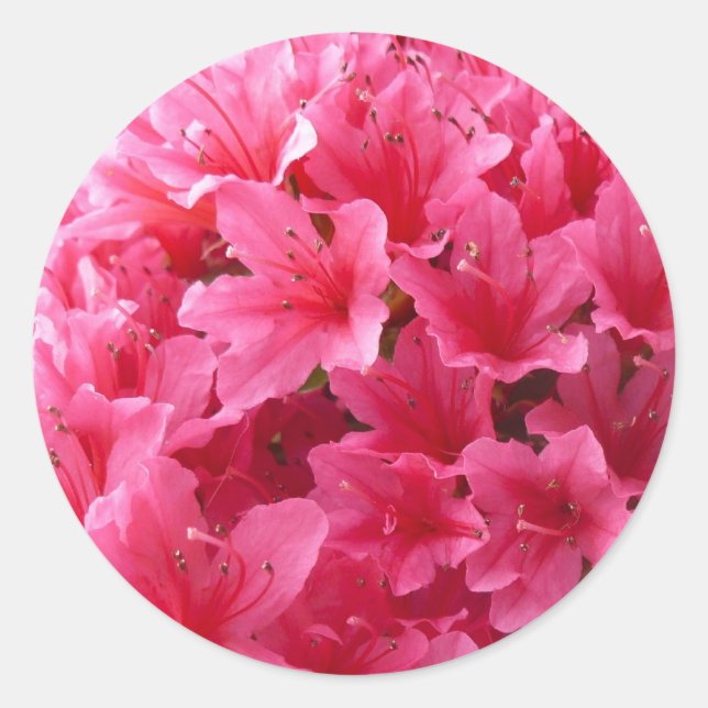 Rosa Azalea Runder Aufkleber (Vorderseite)