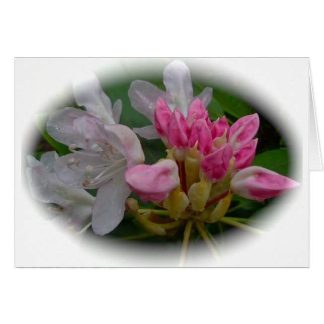 Rosa Azaleen (Vorderseite (Horizontal))
