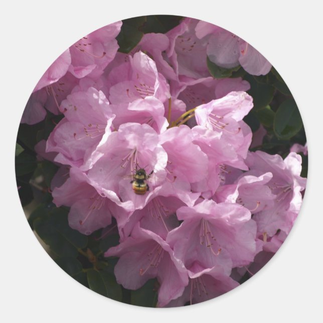 Rosa Azaleen & Bee, Blume Rhododendron Garden Runder Aufkleber (Vorderseite)